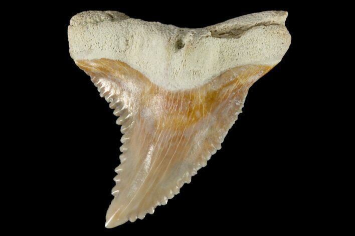 Fossil Shark Tooth (Hemipristis) - Bone Valley, Florida #113783